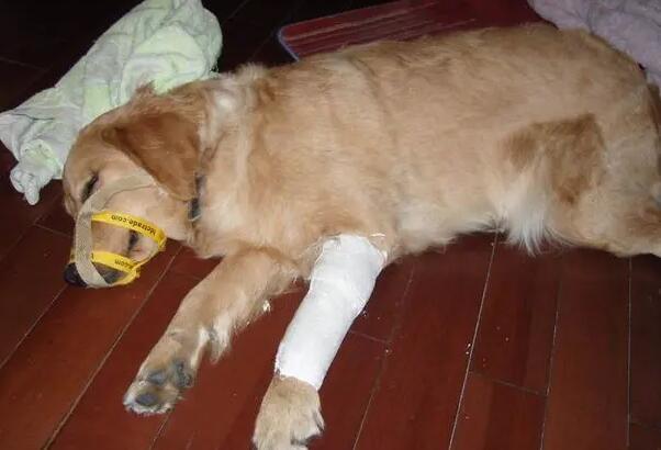 犬的骨折的病因与治疗方法 犬的骨折的病因与治疗方法