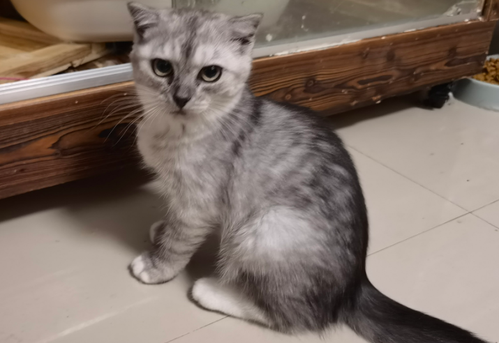 布偶猫和银渐层生的猫图