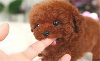 泰迪犬喜欢舔你手脚,仅仅想告诉你这种事!