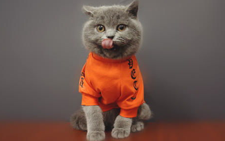 猫咪营养不良怎么办？怎么改善？