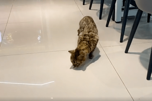 大学食堂的流浪猫，无人收养，确认身份后：行走的人民币