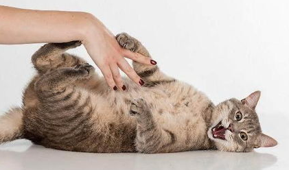 如何训练提高猫咪的“社交能力”?新手必看! 如何训练提高猫咪的“社交能力”?新手必看!