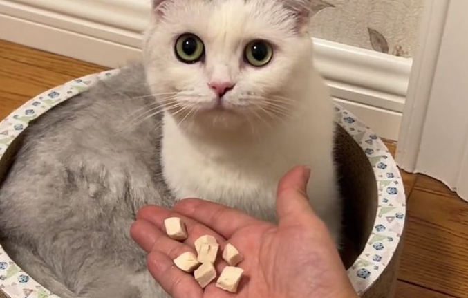 猫七七的小儿子跟谁生的