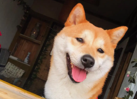 上海一人一狗卡住了