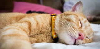 猫咪晚上不睡觉怎么办? 学会这招就能轻松解决! 猫咪晚上不睡觉怎么办? 学会这招就能轻松解决!