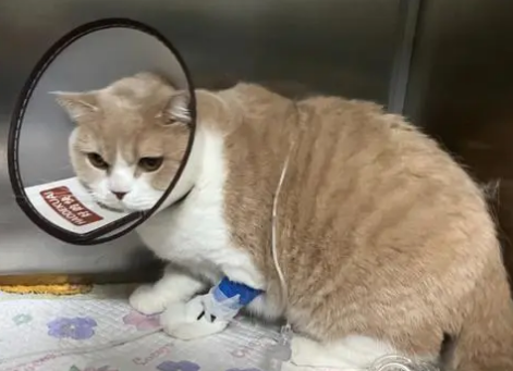 猫咪常见自发性膀胱炎的诊断及治疗! 猫咪常见自发性膀胱炎的诊断及治疗!