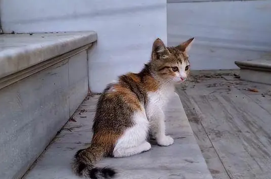 猫跑了会不会自己回来呢