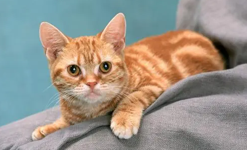维生素对于猫咪来说特别重要吗?猫咪独特的营养元素需求 维生素对于猫咪来说特别重要吗?猫咪独特的营养元素需求