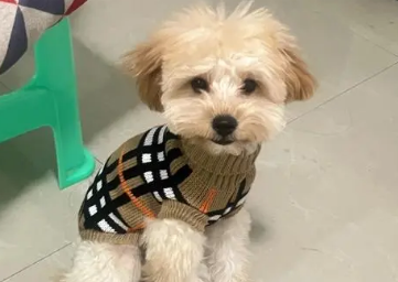泰迪和比熊杂交狗优缺点 泰迪和比熊杂交狗优缺点