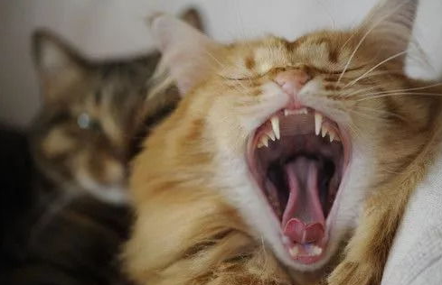 猫咪患口炎可能会致命，不容忽视！
