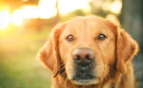 老年人犬恰当补钙 老年人犬恰当补钙