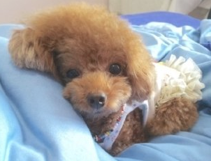 五岁狗狗感冒发烧能痊愈么? 五岁狗狗感冒发烧能痊愈么?