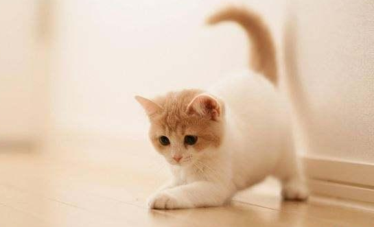为什么猫咪会跑到屋里