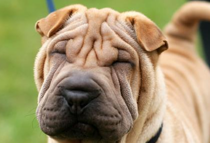 沙皮犬易得的疾病和防治方法有哪些?来get下吧 沙皮犬易得的疾病和防治方法有哪些?来get下吧