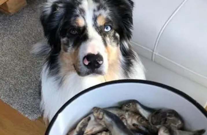 狗狗能吃海鲜吗为什么
