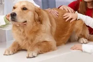 狗狗肺炎能不能治好呢