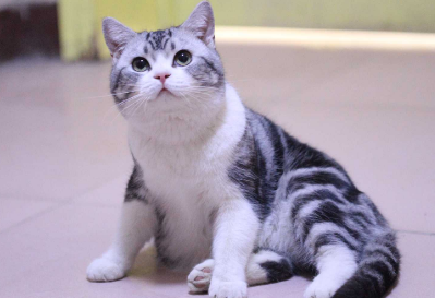 美短猫长大眼睛变色