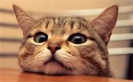 人为什么不能养猫咪