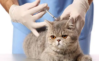 如何给猫猫打疫苗