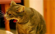 猫有食欲但一吃东西就吐