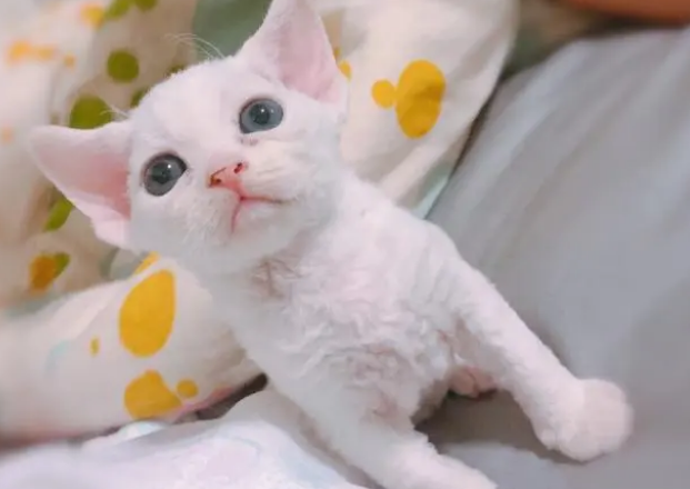 德文猫外星人原型