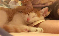女朋友非要养猫咪的原因是什么