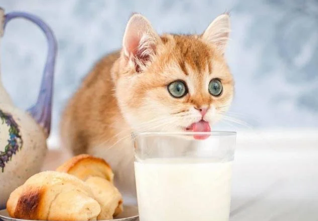 猫咪为什么不能喝牛奶呢怎么回事