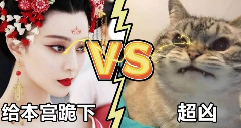 为什么武则天喜欢养猫咪的原因