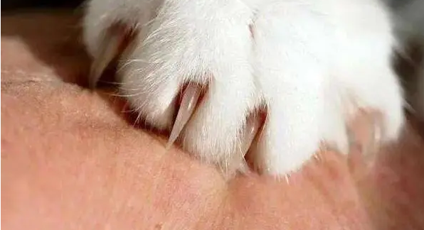 猫咪突然抓人的原因分析,如何正确撸猫? 猫咪突然抓人的原因分析,如何正确撸猫?