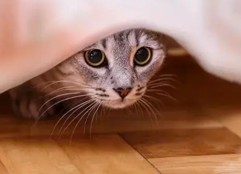 猫咪异地会不会应激
