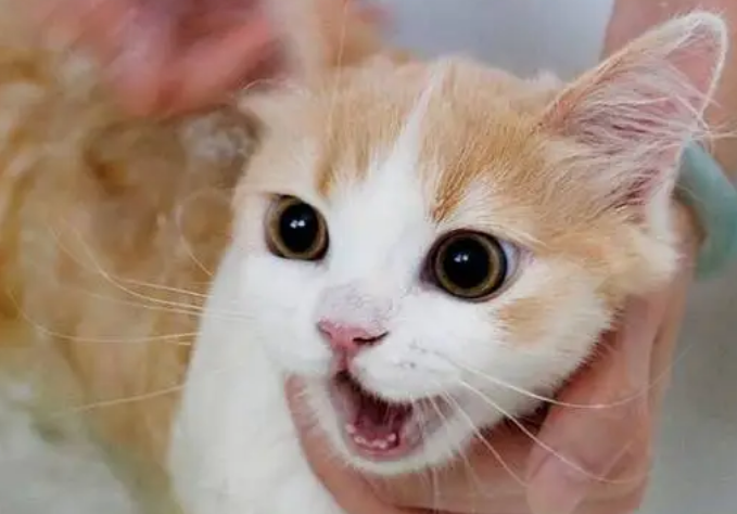 宠物猫洗澡多久洗一次