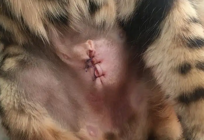 母猫绝育相关事项介绍，感兴趣的看过来！