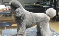 贵宾犬的各种疾病简易处理方法有哪些?来了解下吧
