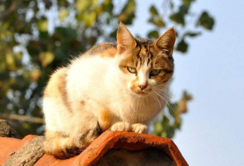 离家出走的猫会后悔吗