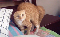 猫猫想刀铲屎官的心藏不住了