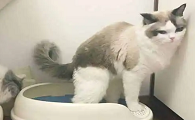 为什么猫咪随便拉臭臭的