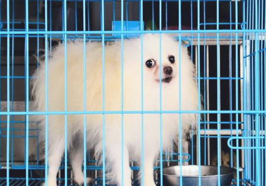 宠物医生提示：长期性犯这5种不正确，真是是在减狗狗的寿命！