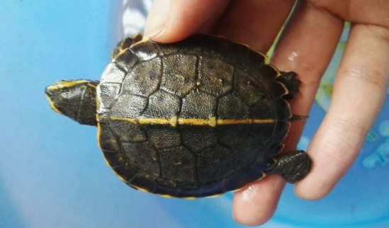 黄头庙龟可以养家里吗?这里有答案! 黄头庙龟可以养家里吗?这里有答案!