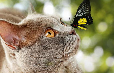如何调理猫咪的身体？