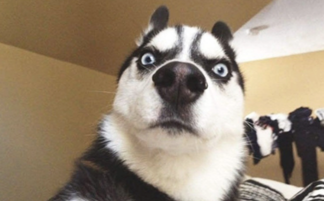 汇总人气值最大的宠物犬，哈士奇上榜了！