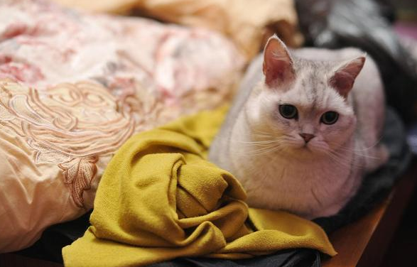 老人为什么不能养猫咪 老人为什么不能养猫咪