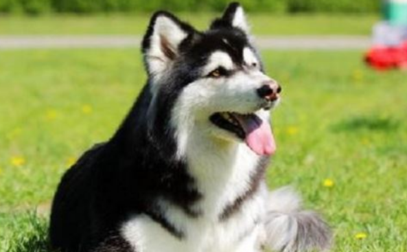 想养阿拉斯加犬吗？陪你掌握他的五个缺点，看了再决策养不养！
