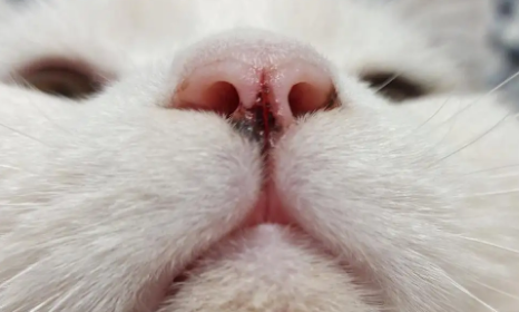猫咪的鼻子干正常吗 猫咪的鼻子干正常吗