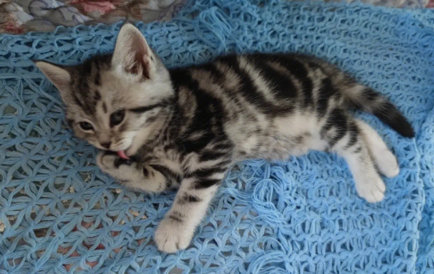 怎么预防虎斑猫弓虫体病,犬猫弓形虫病及预防! 怎么预防虎斑猫弓虫体病,犬猫弓形虫病及预防!