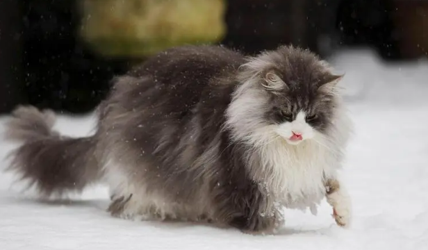 挪威森林猫是缅因猫吗