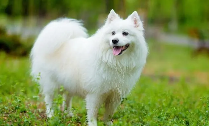 银狐犬为何非常少人养？原因你知道吗？