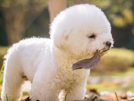 这6种状况下,最好不要喊比熊犬的名字,要不然它会“恨你”! 这6种状况下,最好不要喊比熊犬的名字,要不然它会“恨你”!