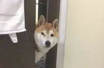 主人上厕所,狗狗总喜爱看,原因是什么呢? 主人上厕所,狗狗总喜爱看,原因是什么呢?
