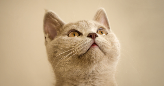 猫咪泌尿道问题后食欲变差该怎么办？