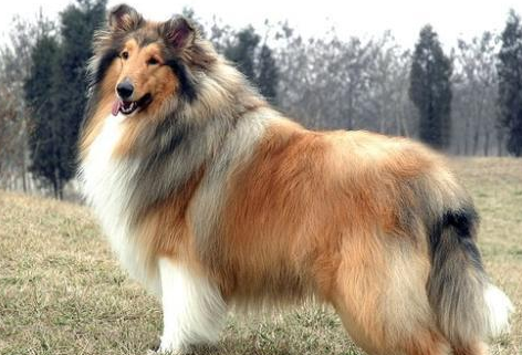 牧羊犬脚伤如何医护，牧羊犬受伤医护方式